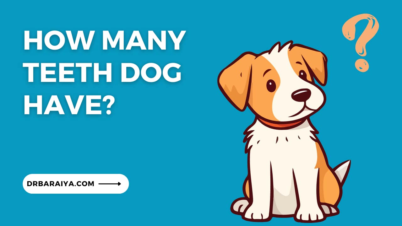 Dental formula of dog Temporary and permanent drbaraiya